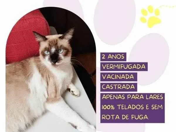 Gato ra a SRD-ViraLata idade 1 ano nome Sabrina