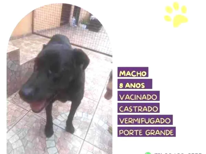 Cachorro ra a SRD-ViraLata idade 1 ano nome Lukao