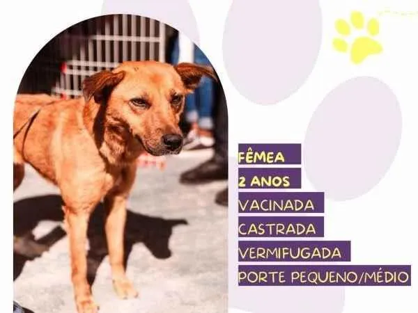 Cachorro ra a SRD-ViraLata idade 1 ano nome Luana