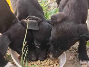 Cachorro raça SRD-ViraLata idade 2 a 6 meses nome Sorriso