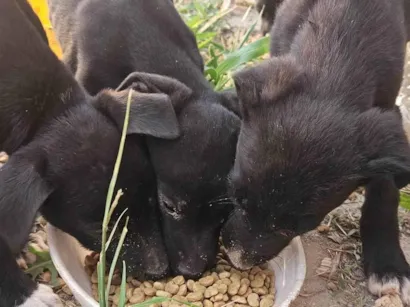 Cachorro raça SRD-ViraLata idade 2 a 6 meses nome Sorriso