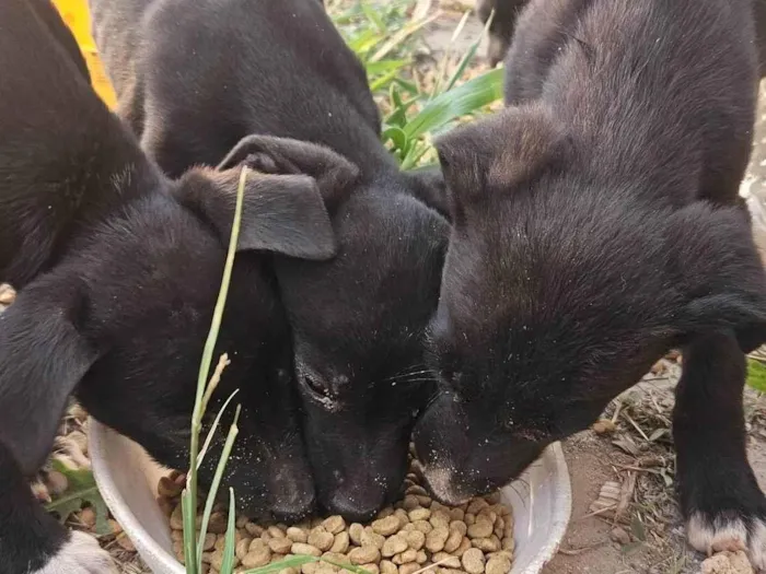 Cachorro ra a SRD-ViraLata idade 2 a 6 meses nome Sorriso