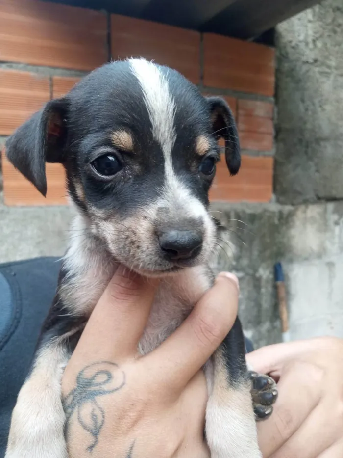 Cachorro ra a SRD-ViraLata idade Abaixo de 2 meses nome Lua