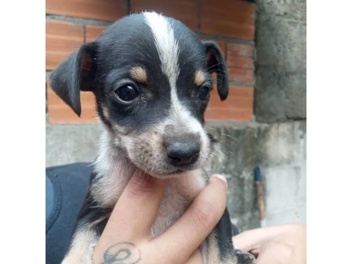 Cachorro ra a SRD-ViraLata idade Abaixo de 2 meses nome Lua