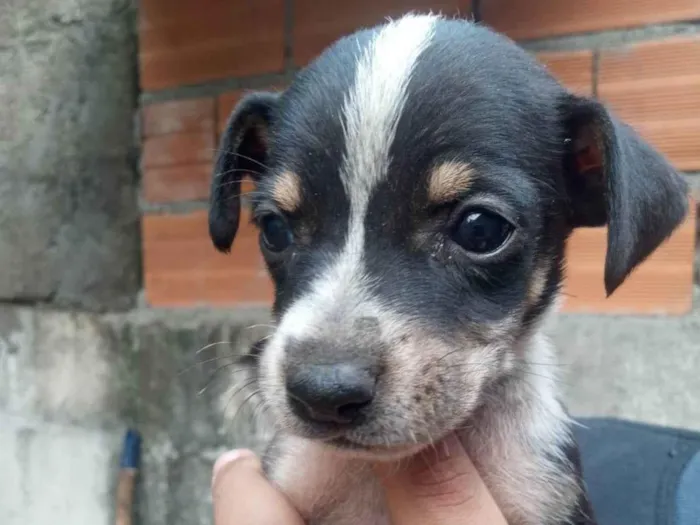 Cachorro ra a SRD-ViraLata idade Abaixo de 2 meses nome Lua