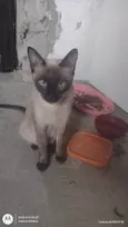 Gatos para adoção