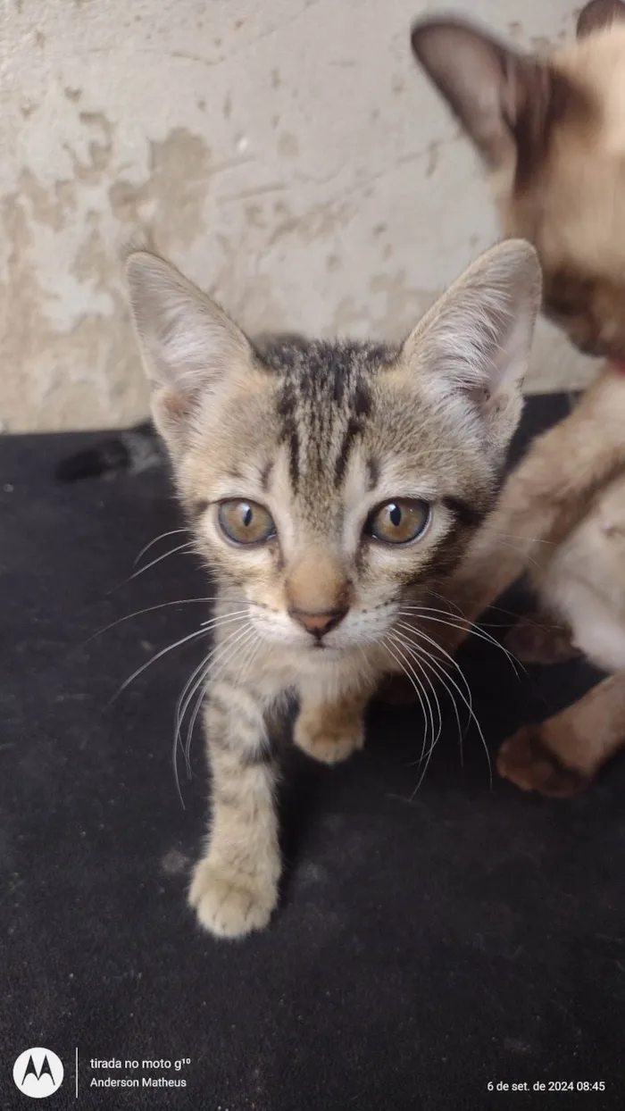 Gato ra a SRD-ViraLata idade 2 a 6 meses nome Gatos para adoção 