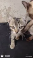 Gatos para adoção