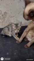 Gatos para adoção 