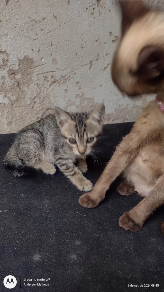 Gato ra a SRD-ViraLata idade 2 a 6 meses nome Gatos para adoção 