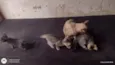 Gatos para adoção