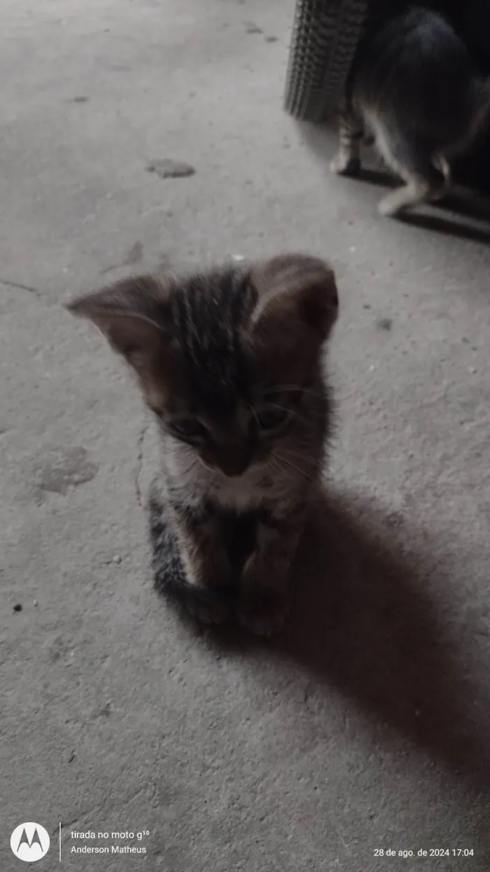 Gato ra a SRD-ViraLata idade 2 a 6 meses nome Gatos para adoção 