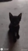 Gatos para adoção