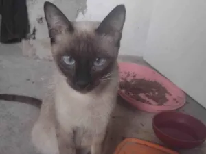 Gato raça SRD-ViraLata idade 2 a 6 meses nome Gatos para adoção 