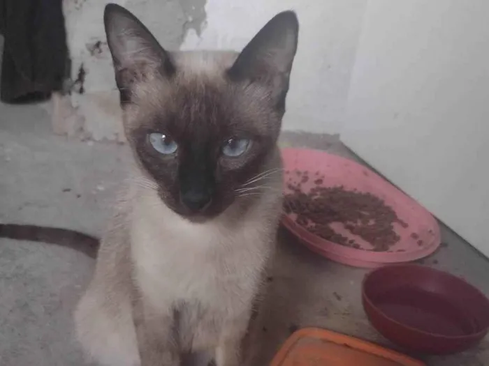 Gato ra a SRD-ViraLata idade 2 a 6 meses nome Gatos para adoção 