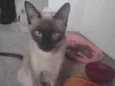 Gatos para adoção