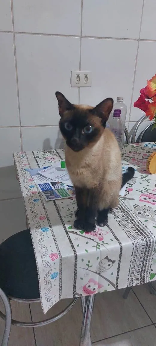 Gato ra a Siamês idade 2 anos nome Mila