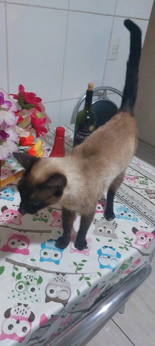 Gato ra a Siamês idade 2 anos nome Mila