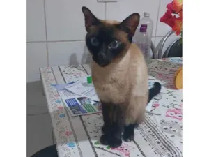 Gato raça Siamês idade 2 anos nome Mila