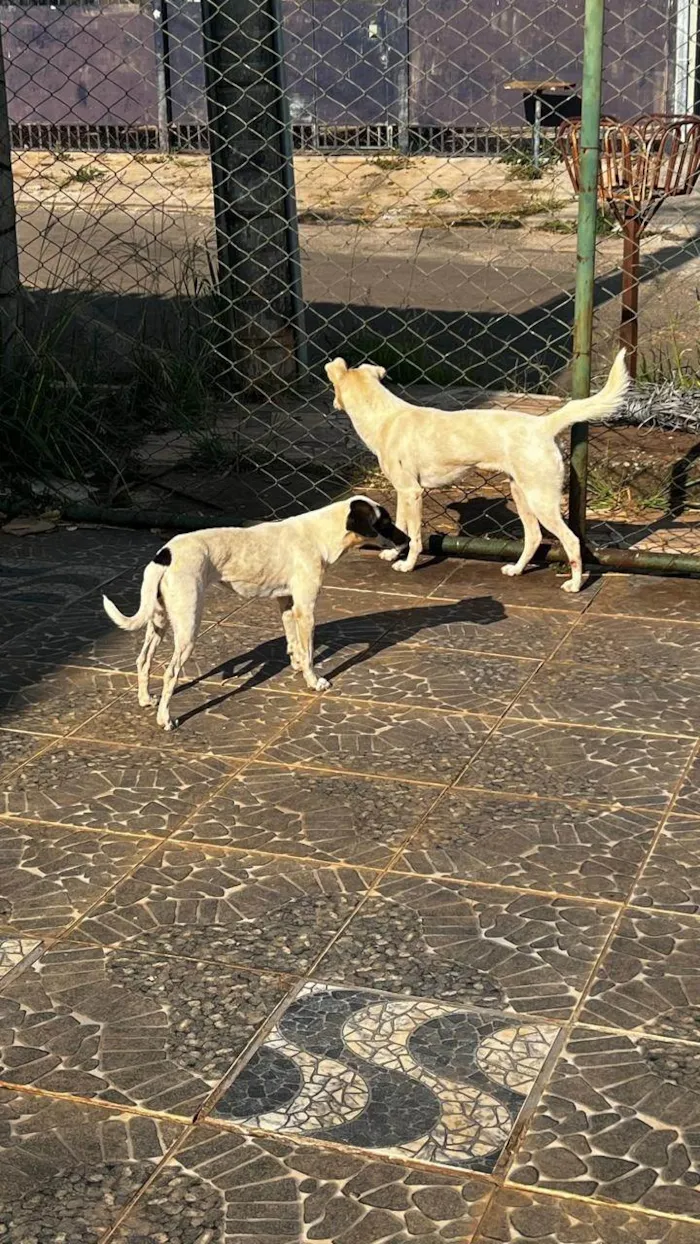 Cachorro ra a SRD-ViraLata idade 3 anos nome Branca