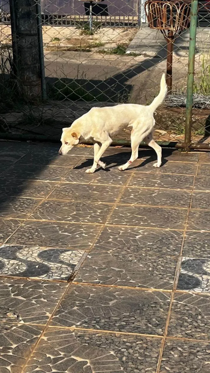 Cachorro ra a SRD-ViraLata idade 3 anos nome Branca