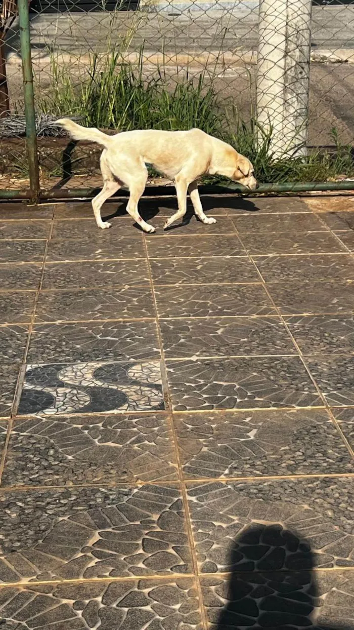 Cachorro ra a SRD-ViraLata idade 3 anos nome Branca