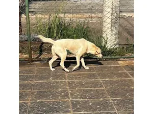 Cachorro raça SRD-ViraLata idade 3 anos nome Branca