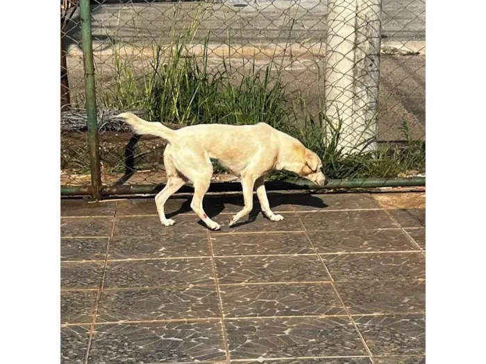 Cachorro ra a SRD-ViraLata idade 3 anos nome Branca