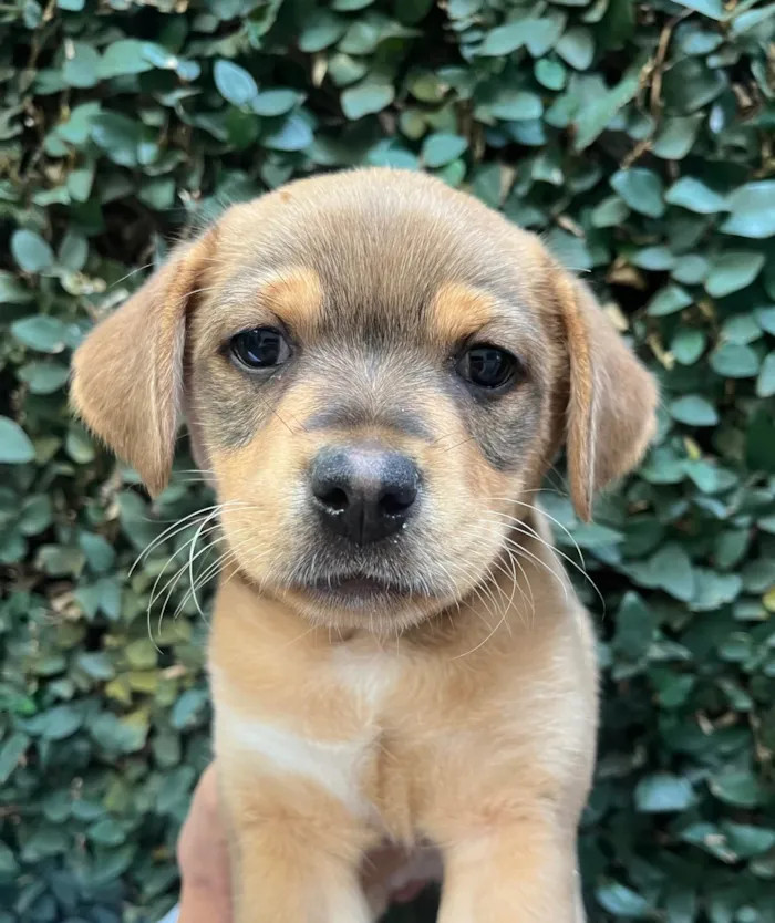 Cachorro ra a SRD-ViraLata idade 2 a 6 meses nome Paloma