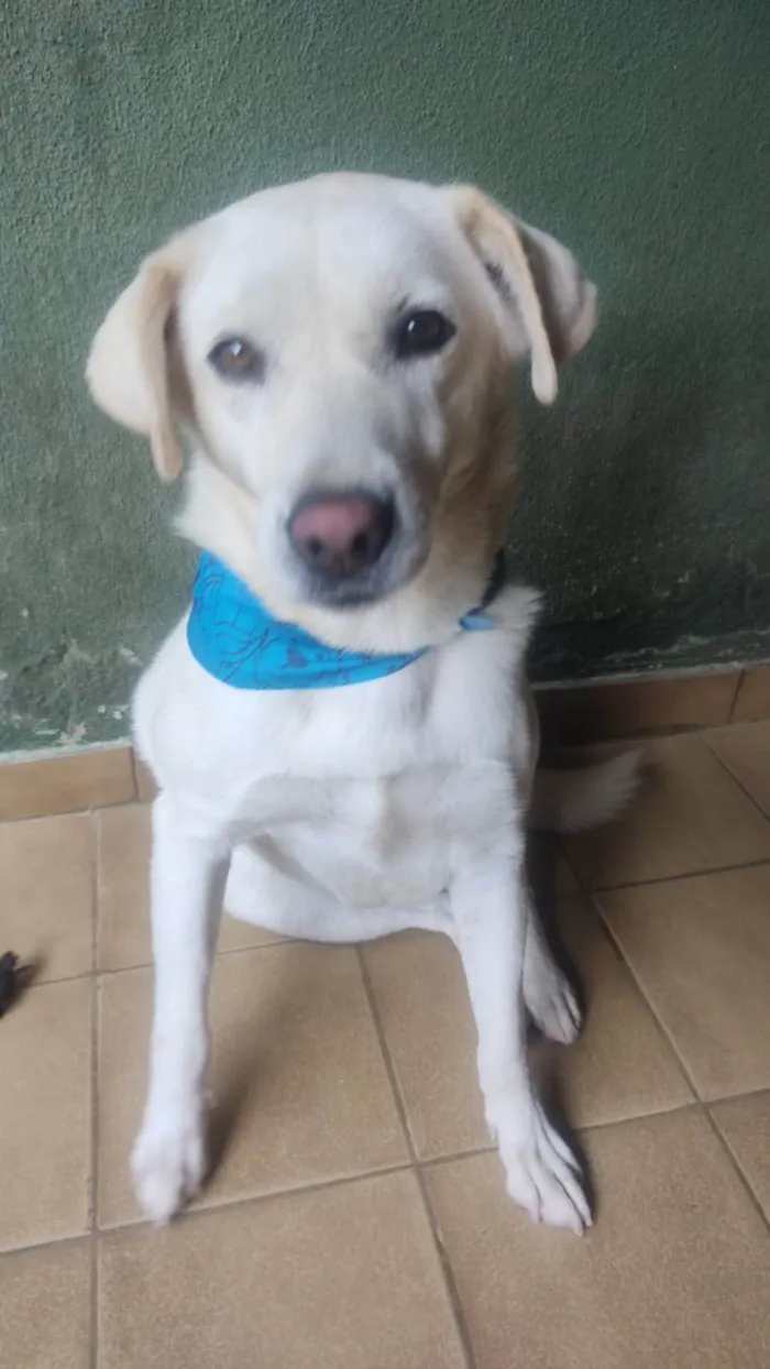 Cachorro ra a SRD-ViraLata idade 3 anos nome Luane