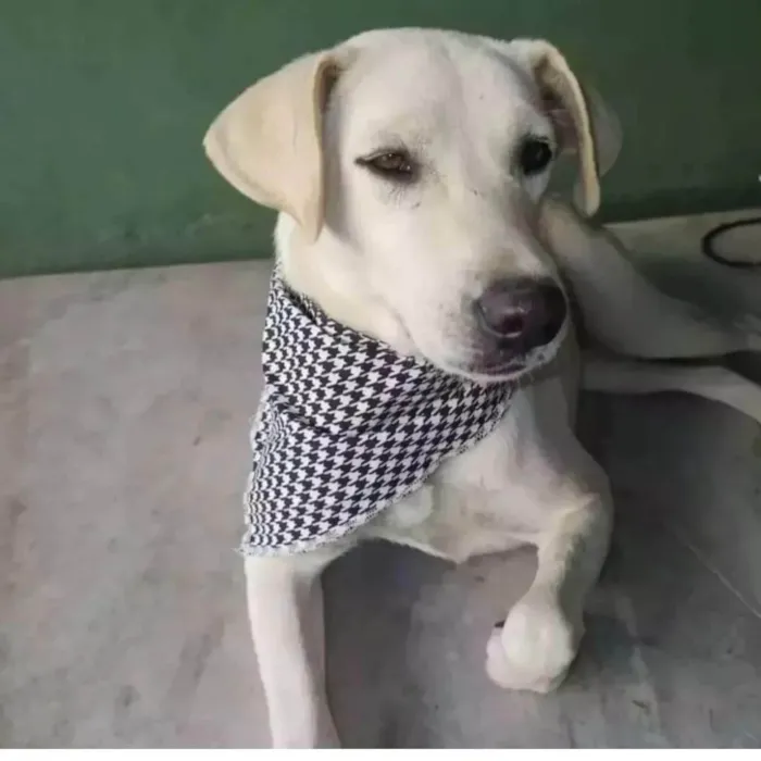 Cachorro ra a SRD-ViraLata idade 3 anos nome Luane