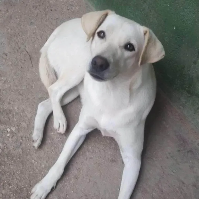 Cachorro ra a SRD-ViraLata idade 3 anos nome Luane