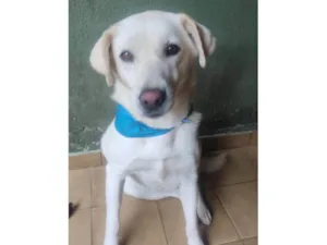 Cachorro raça SRD-ViraLata idade 3 anos nome Luane