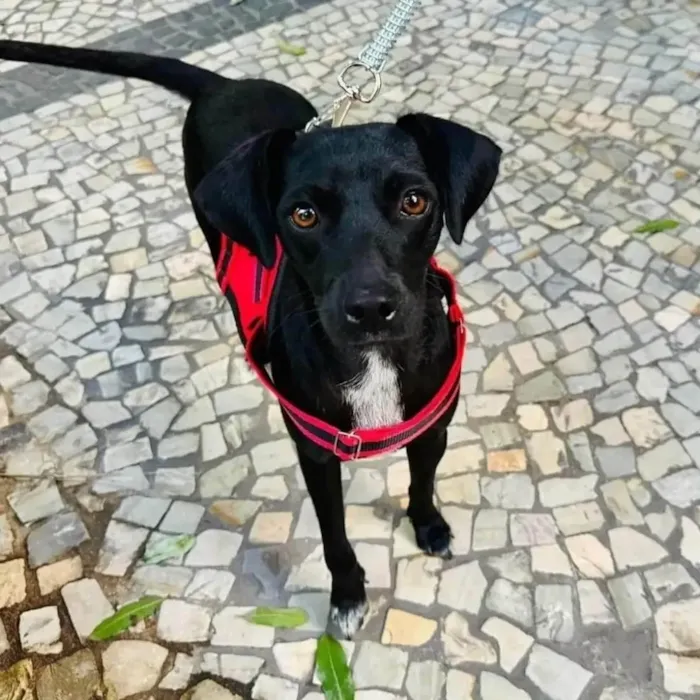 Cachorro ra a SRD-ViraLata idade 1 ano nome Serena 