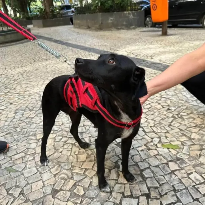 Cachorro ra a SRD-ViraLata idade 1 ano nome Serena 