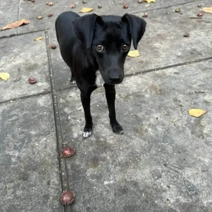 Cachorro ra a SRD-ViraLata idade 1 ano nome Serena 