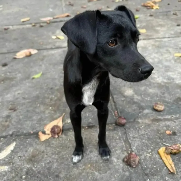 Cachorro ra a SRD-ViraLata idade 1 ano nome Serena 