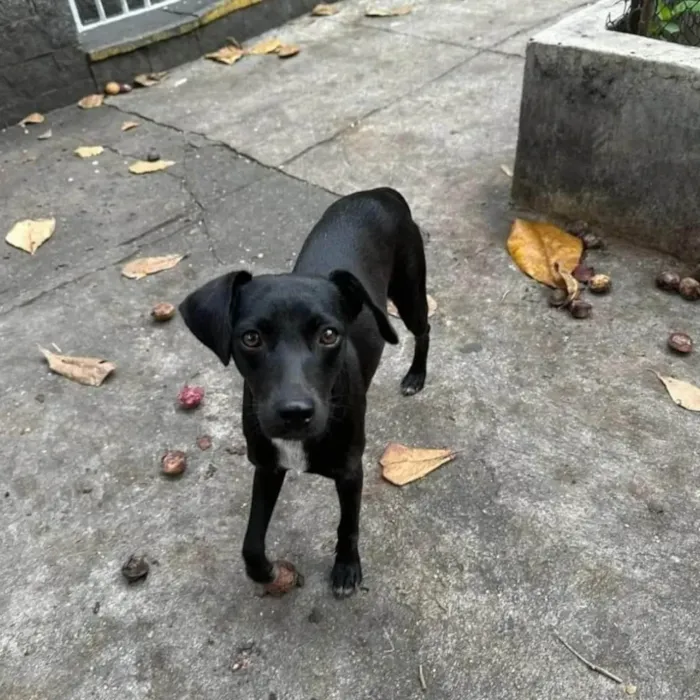 Cachorro ra a SRD-ViraLata idade 1 ano nome Serena 