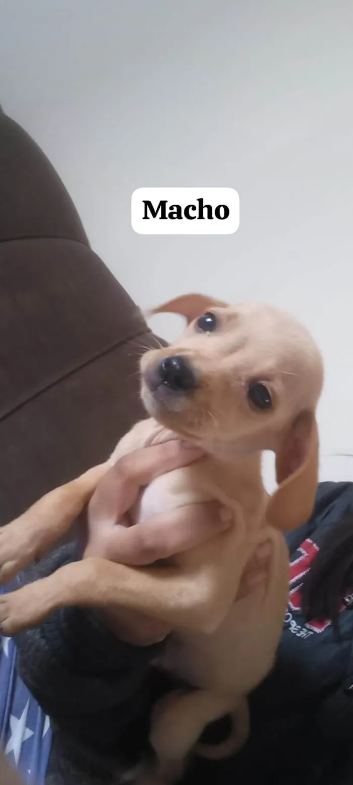 Cachorro ra a SRD-ViraLata idade 2 a 6 meses nome Rayssa