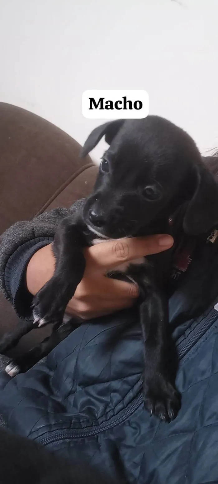 Cachorro ra a SRD-ViraLata idade 2 a 6 meses nome Rayssa