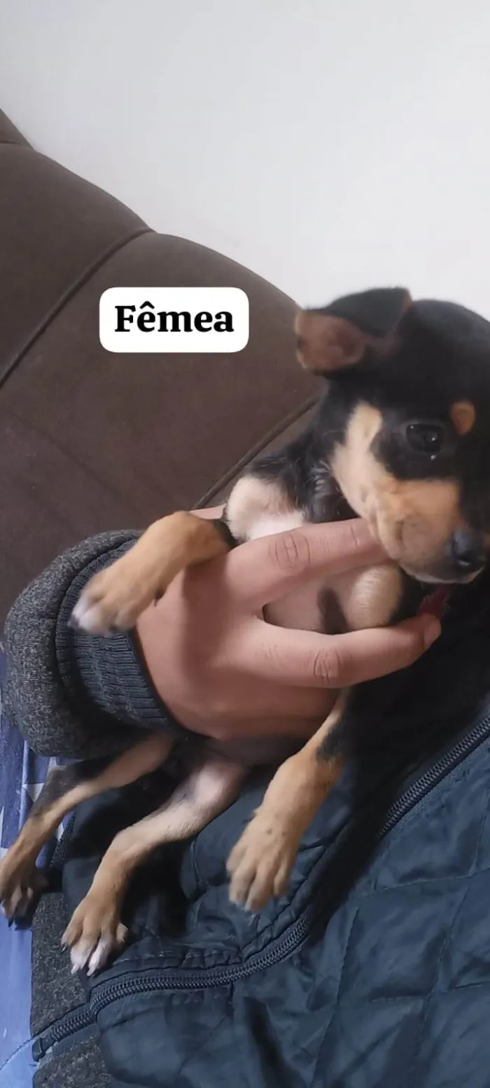 Cachorro ra a SRD-ViraLata idade 2 a 6 meses nome Rayssa