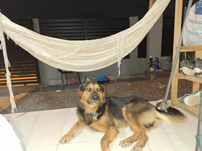 Cachorro ra a SRD-ViraLata idade 2 anos nome Rocky