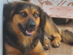 Cachorro raça SRD-ViraLata idade 2 anos nome Rocky