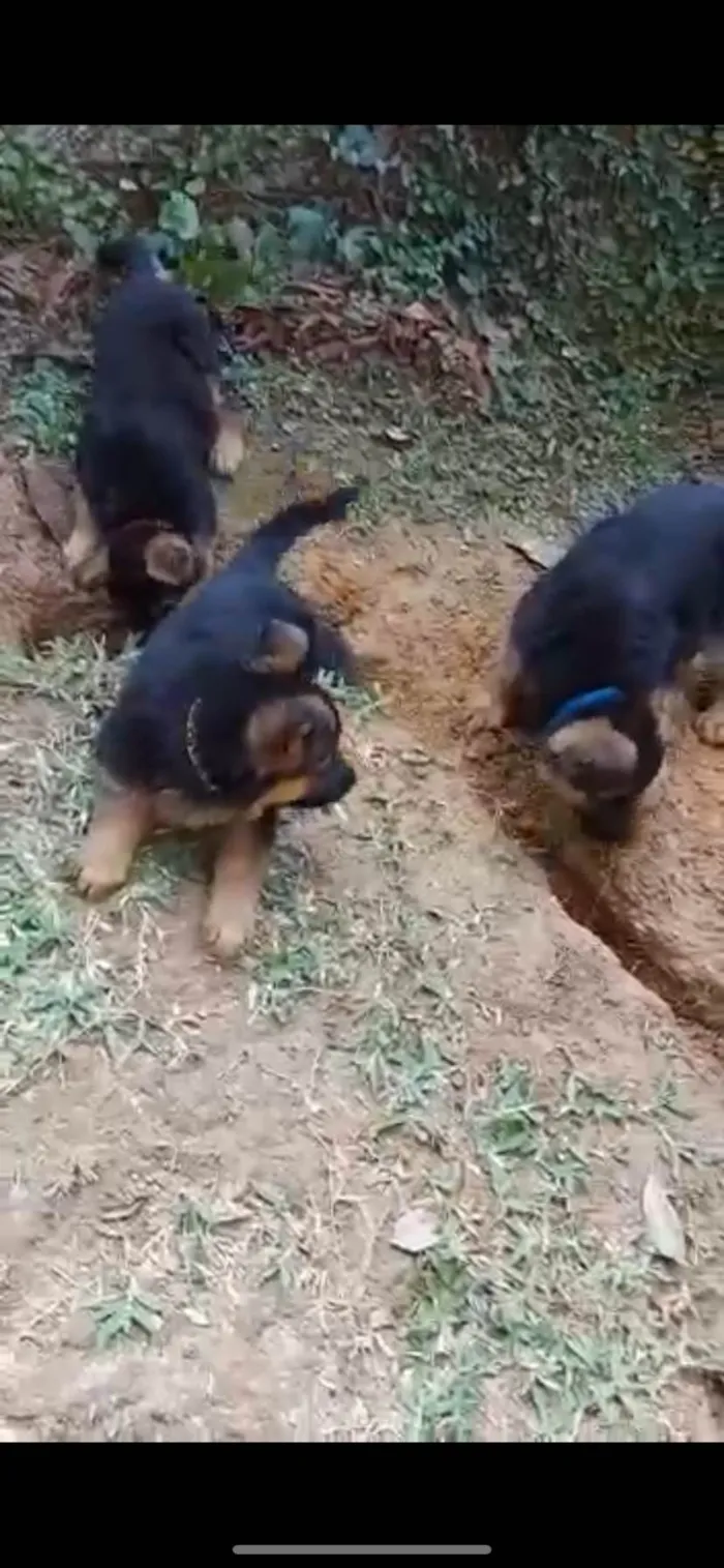 Cachorro ra a Pastor Alemão idade Abaixo de 2 meses nome  Tobias