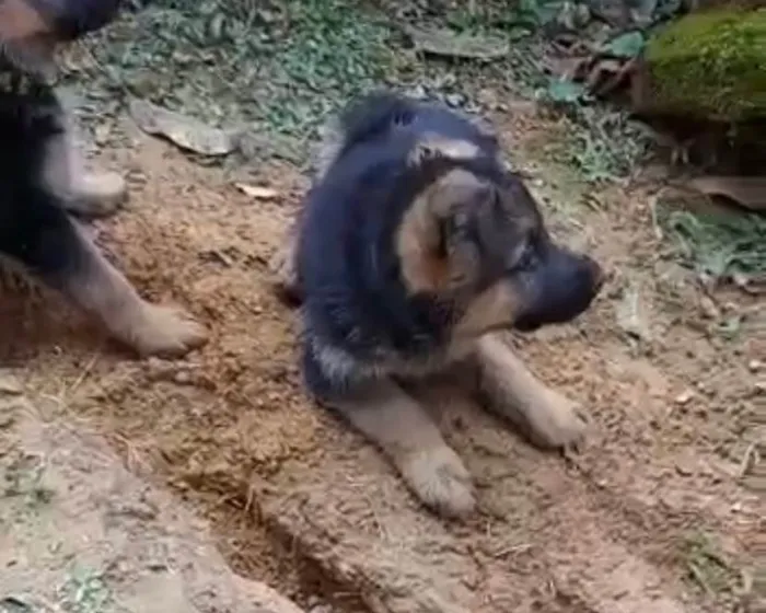 Cachorro ra a Pastor Alemão idade Abaixo de 2 meses nome  Tobias