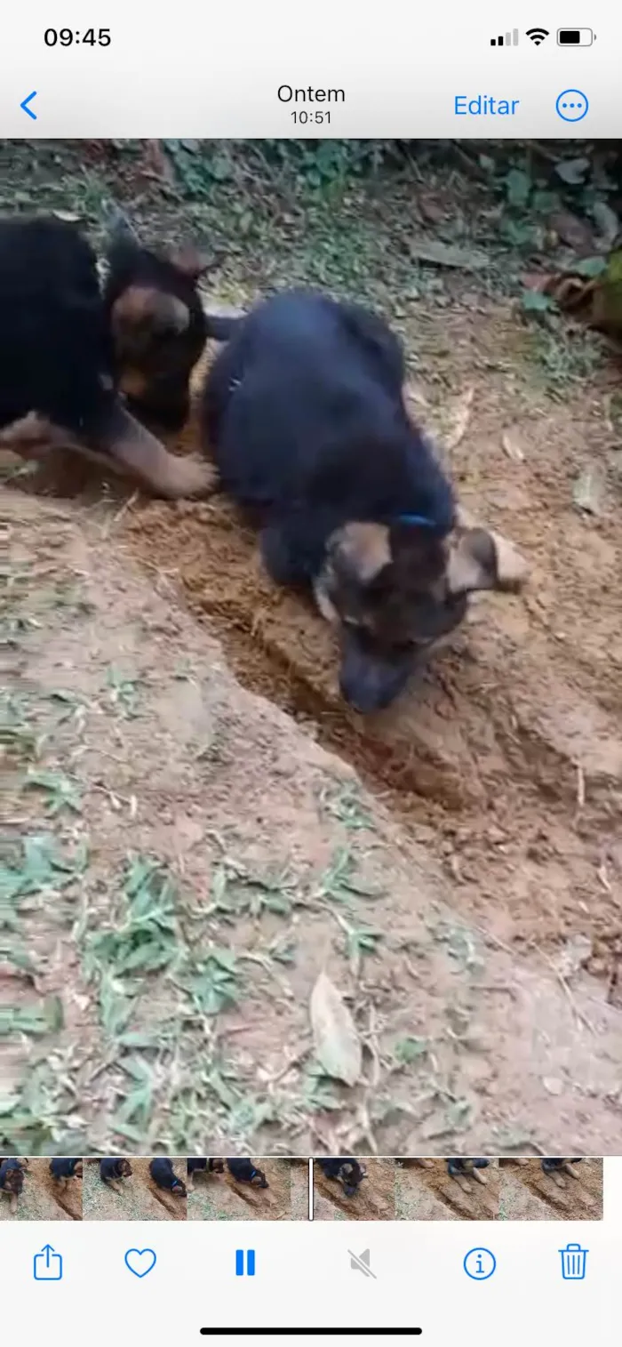 Cachorro ra a Pastor Alemão idade Abaixo de 2 meses nome  Tobias