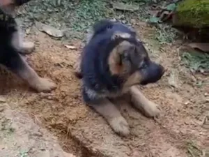 Cachorro raça Pastor Alemão idade Abaixo de 2 meses nome  Tobias