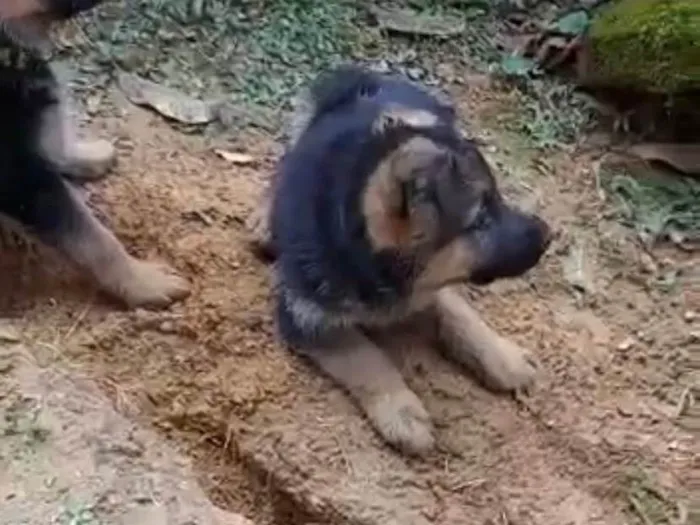 Cachorro ra a Pastor Alemão idade Abaixo de 2 meses nome  Tobias