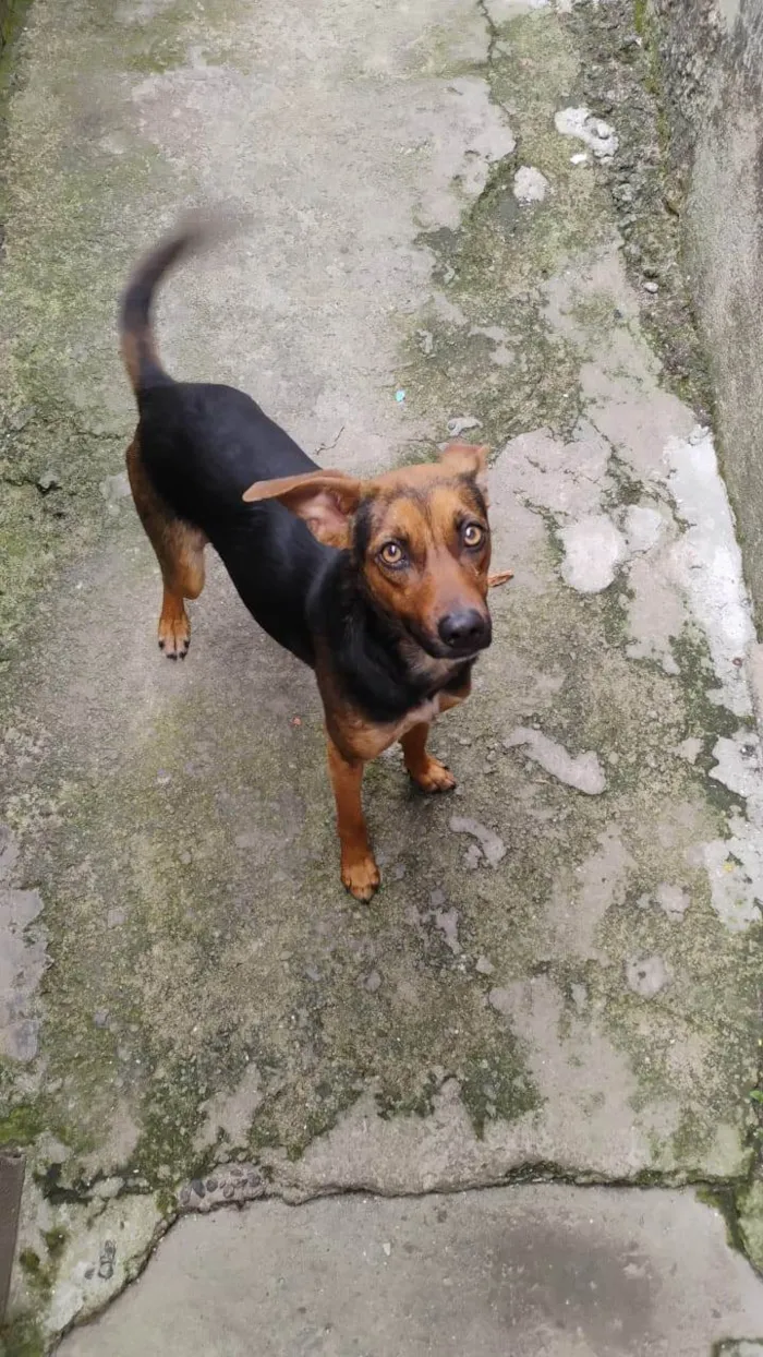 Cachorro ra a SRD-ViraLata idade 7 a 11 meses nome Marvel 