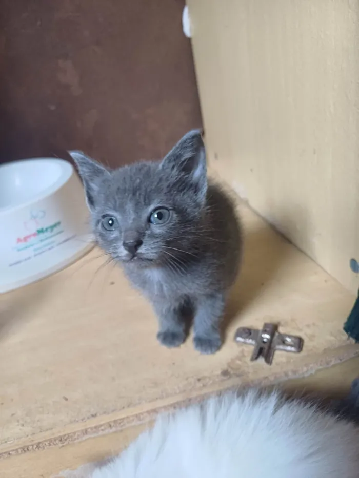 Gato ra a Ashera idade Abaixo de 2 meses nome Mix Russo Azul adocao